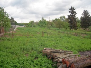 DSCN1537 IN