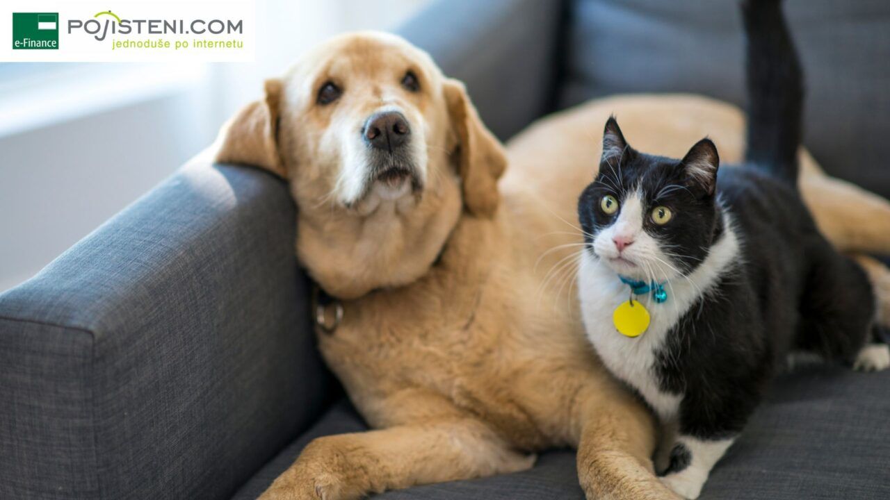 Pojištění domácích mazlíčků